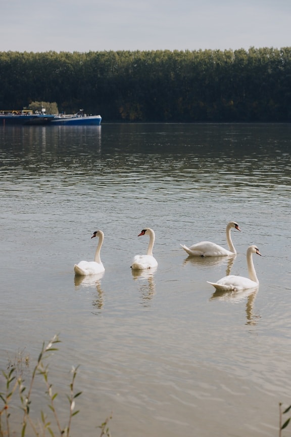 blanco, aves, cisne, natación, rebaño, lago, aves acuáticas, pájaro, agua, flora y fauna