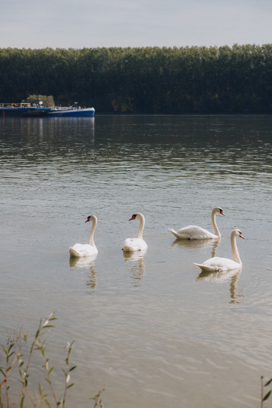 blanco, aves, cisne, natación, rebaño, lago, aves acuáticas, pájaro, agua, flora y fauna