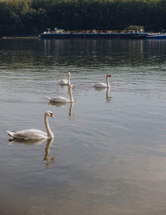 genade, zwaan, vogels, zwemmen, Rivier de Donau, rivier, water, aquatische vogels, vogel, waadvogel