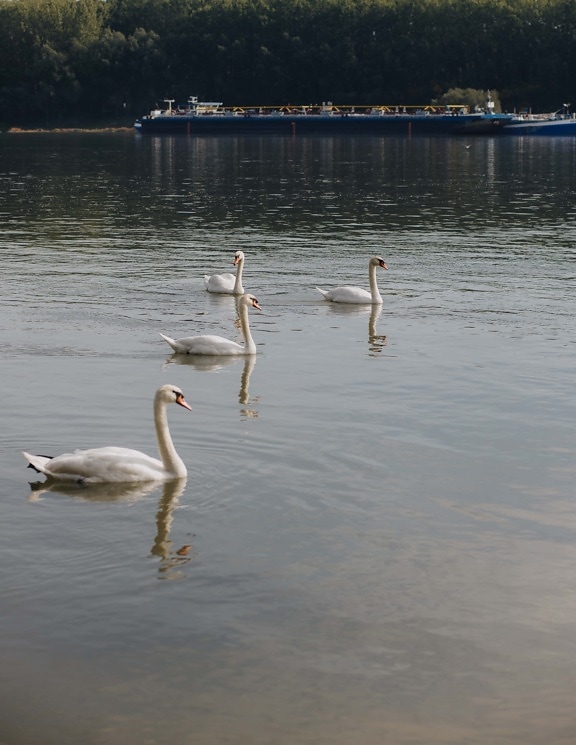 grace, swan, birds, swimming, Danube, river, water, aquatic bird, bird, wading bird