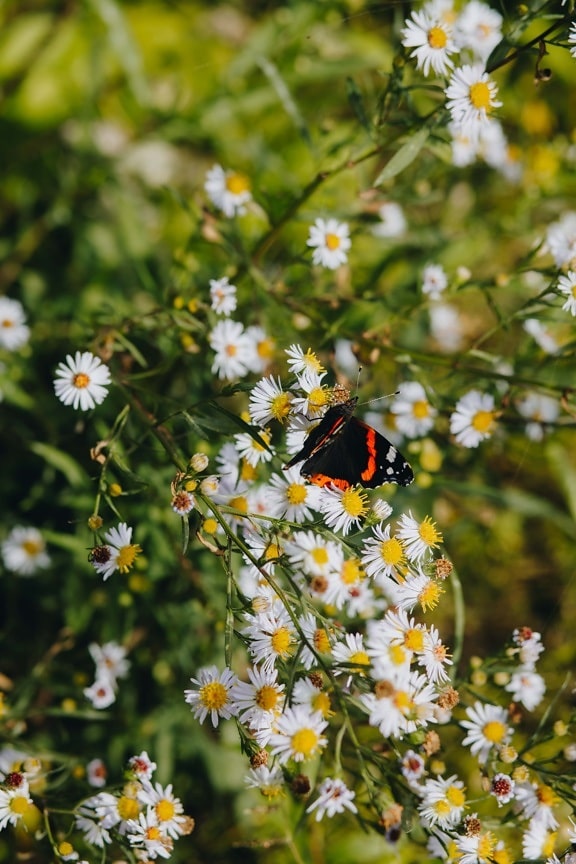 dark red, black, butterfly, wings, chamomile, wildflower, nature, spring, blossom, plant