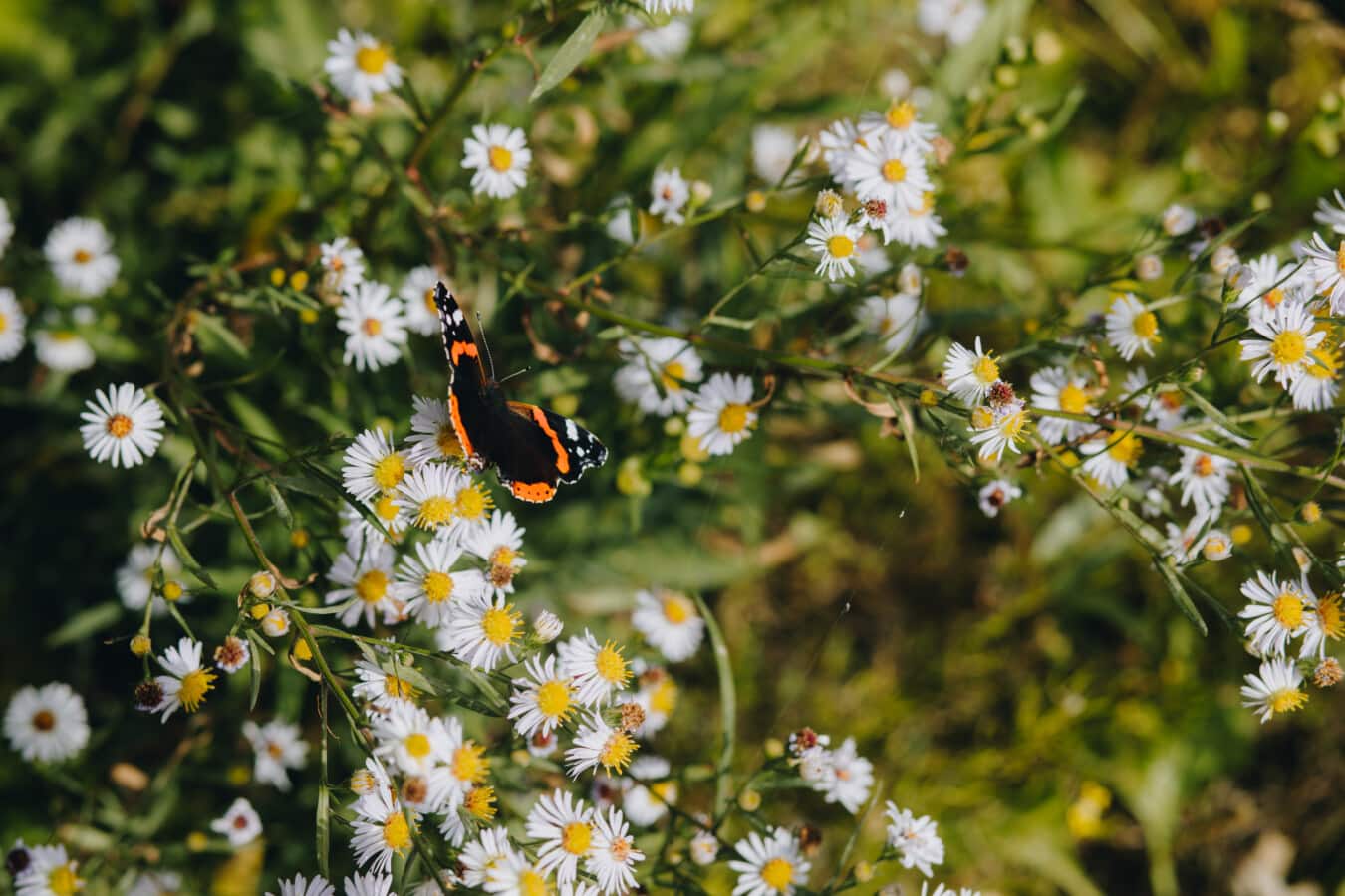 butterfly, beautiful, chamomile, wildflower, plant, flower, herb, summer, blossom, insect