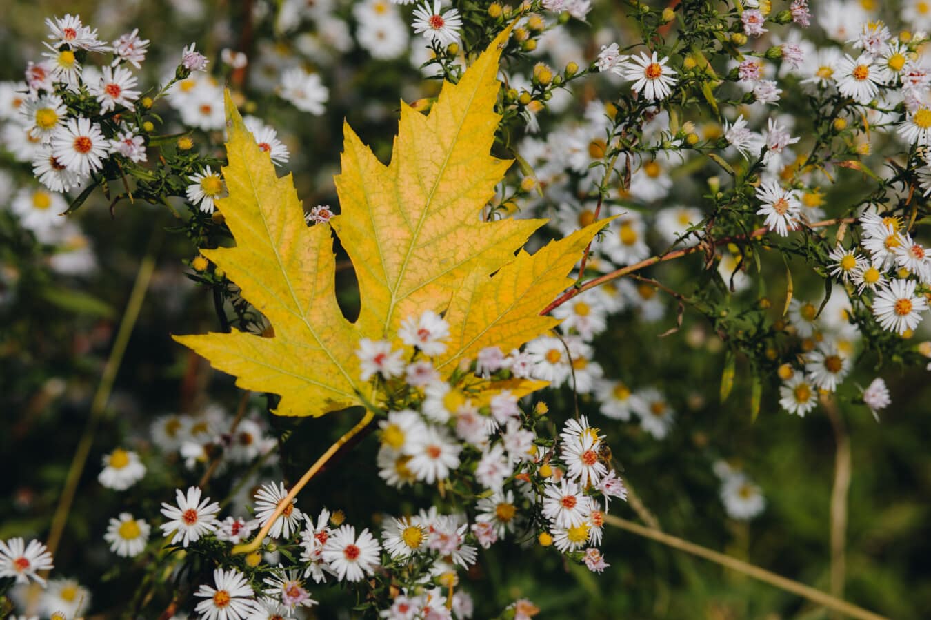 őszi szezon, sárgás-barna, levél, kamilla, vadvirág, természet, flóra, növény, virág, nap