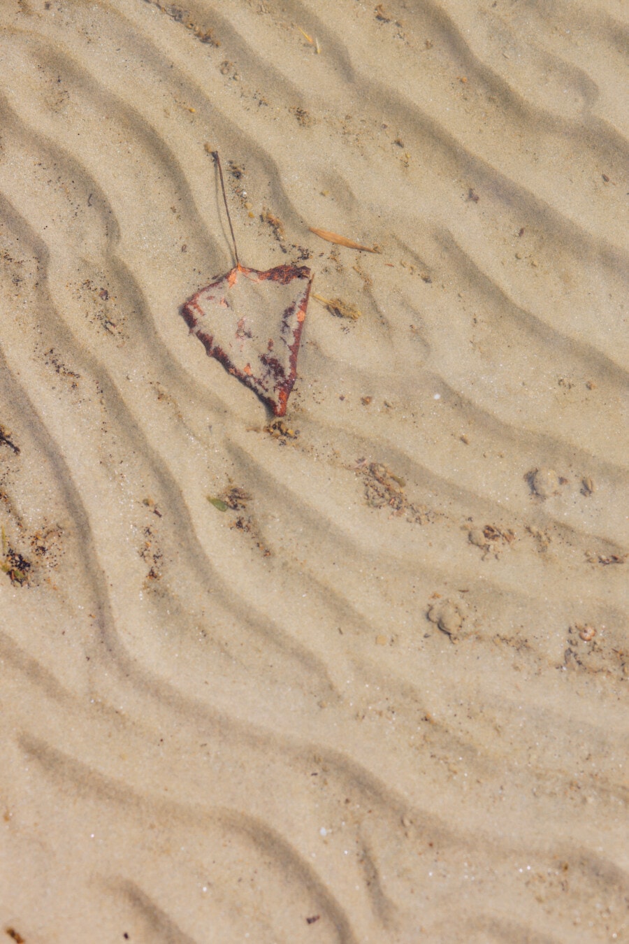 underwater, texture, sand, dirty, dry, leaf, soil, earth, nature, smooth