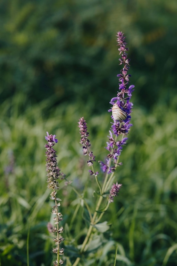 wildflower, purplish, stem, snail, plant, purple, lavender, herb, flower, summer