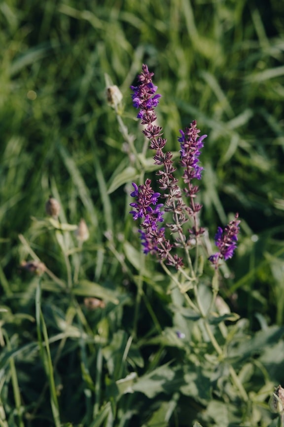 meadow, wildflower, flowers, purple, plant, flower, herb, garden, nature, lavender