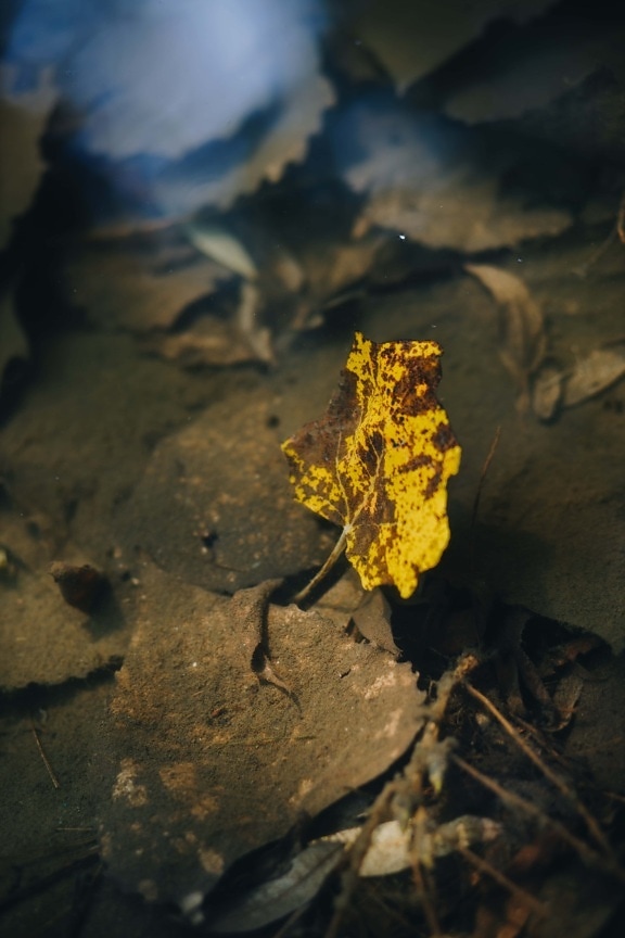 yellowish brown, leaf, underwater, autumn season, water, nature, soil, reflection, light, landscape