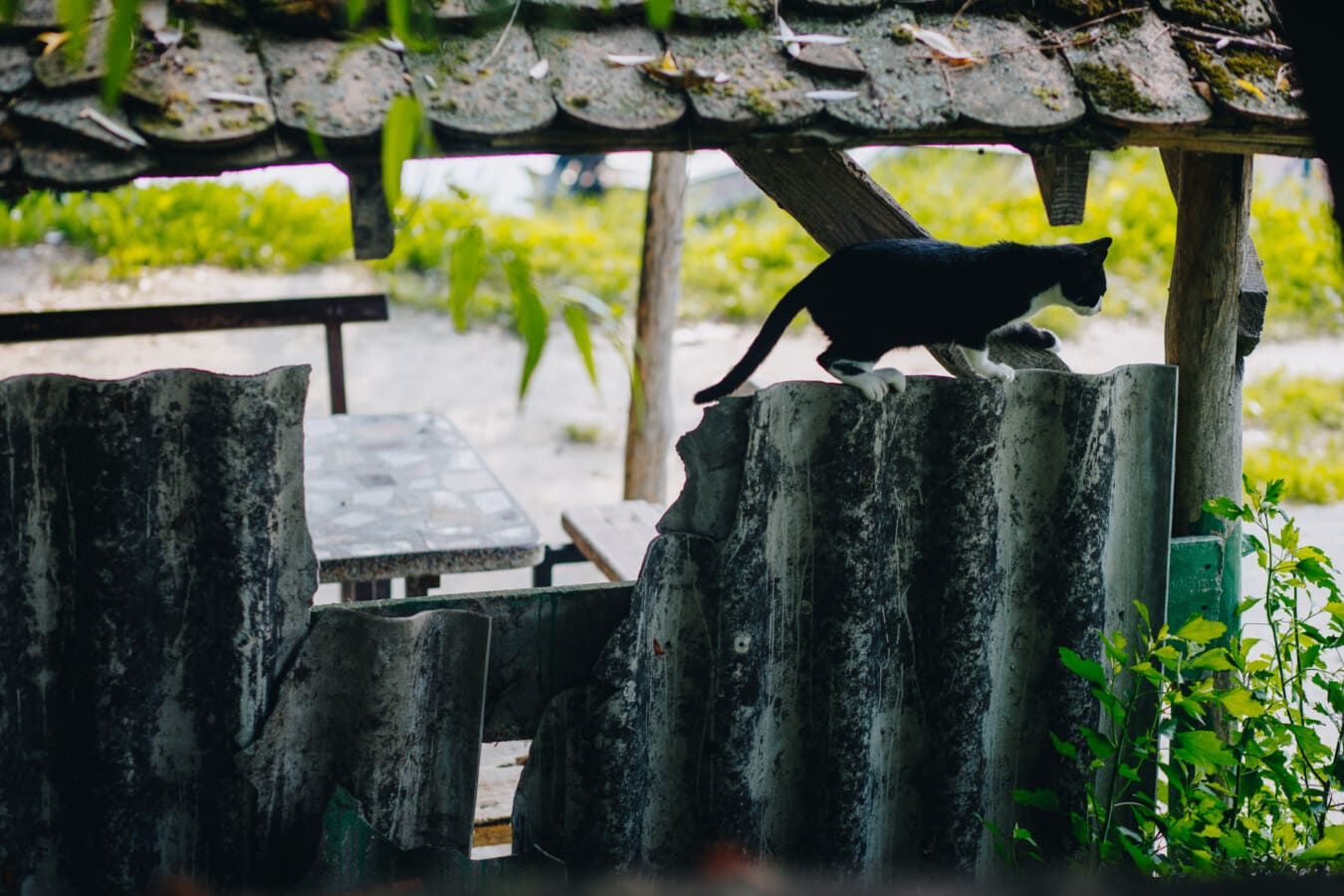 μαύρο και άσπρο, κατοικίδια γάτα, περπάτημα, φράχτη, σε εξωτερικό χώρο, παλιά, ζώο, γάτα, φως της ημέρας, γατάκι
