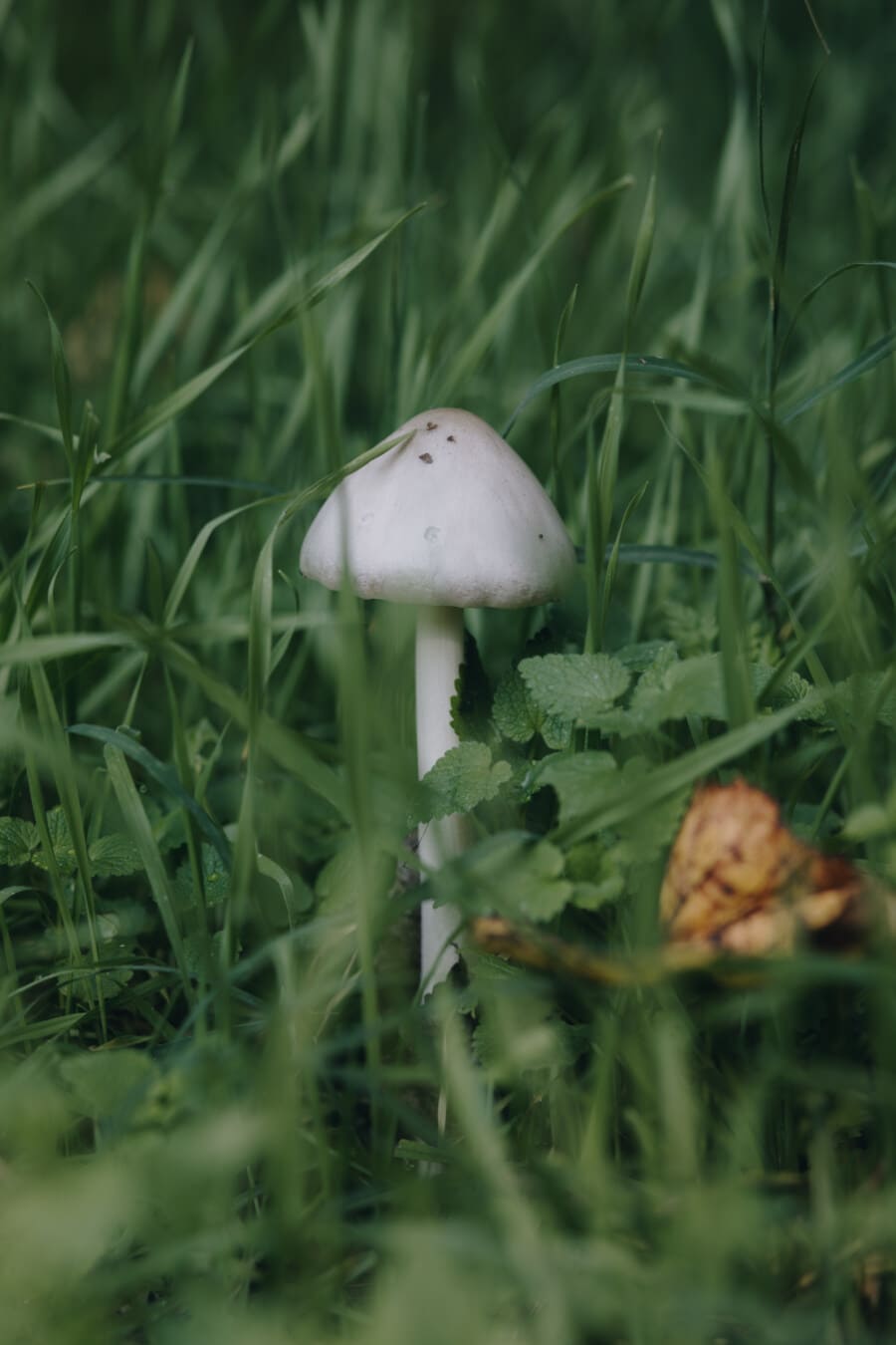 white, mushrooms, small, grass, lawn, grassland, nature, mushroom, fungus, outdoors