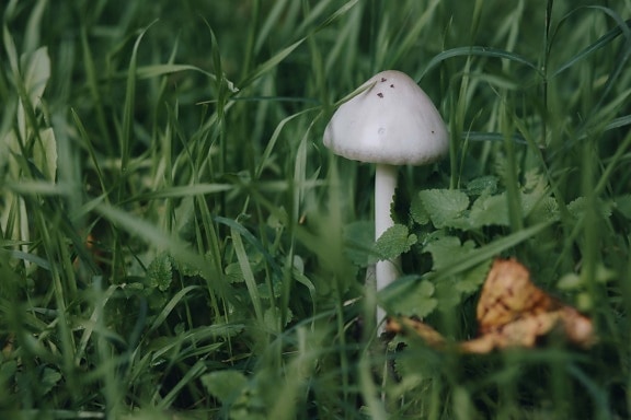branco, fungos, crescendo, cogumelo, pequeno, gramado, grama verde, organismo, erva, grama