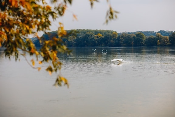 take off, swan, bird, water level, river, water, lake, nature, landscape, outdoors