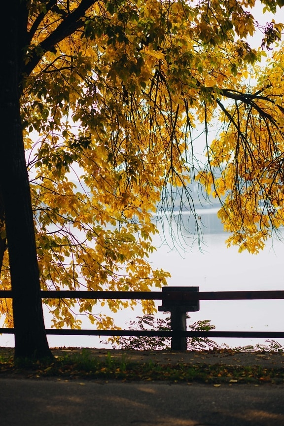 δέντρο, Φθινόπωρο σεζόν, χρώμα, κίτρινο πορτοκαλί, φύλλα, δίπλα στη λίμνη, φράχτη, πάρκο, τοπίο, ξύλο
