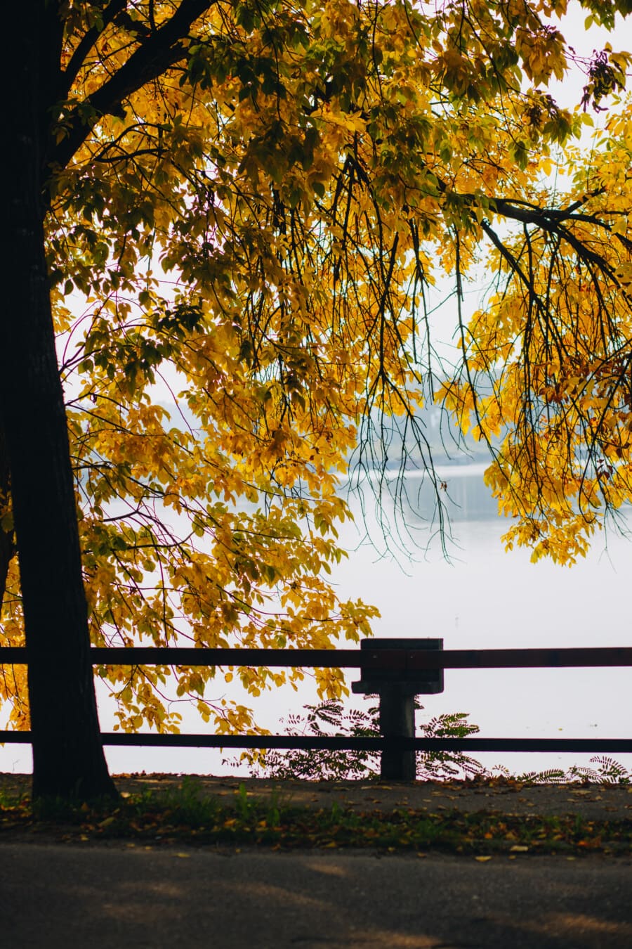 tree, autumn season, color, orange yellow, leaves, lakeside, fence, park, landscape, wood