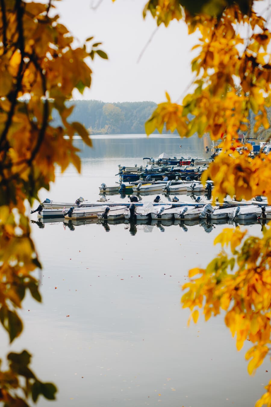 efterårssæsonen, ved søen, mole, bådene, gullig brun, grene, blade, natur, træ, efterår