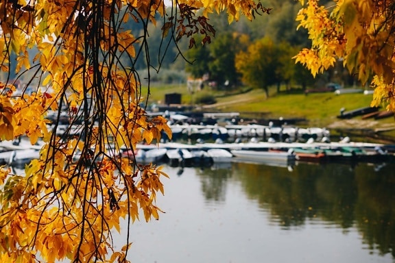 秋天季节, 湖, 10月, 分支机构, 叶, 黄棕色, 树, 秋天, 叶, 性质