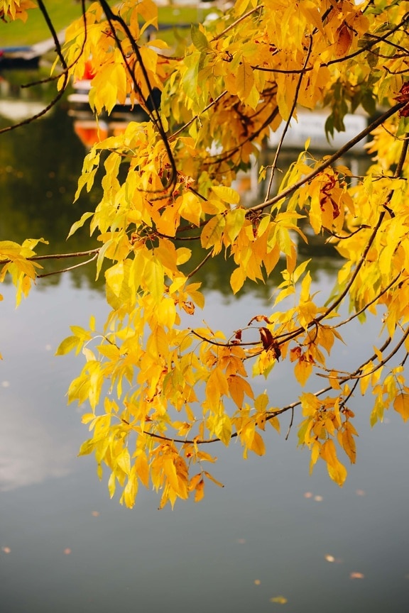 sezon jesień, drzewo, oddziały, pozostawia, żółtawo-brązowy, kolor, pomarańczowy, żółty, jesień, roślina, liść