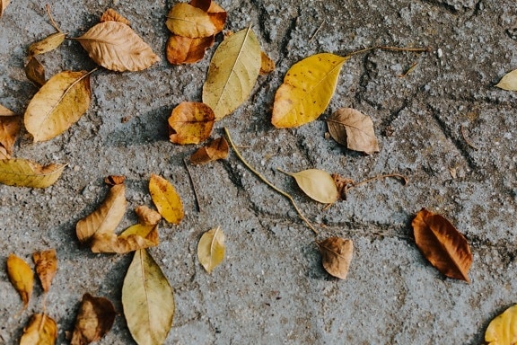 yellow leaves, yellowish brown, autumn season, concrete, brown, texture, dirty, dry, leaf, nature