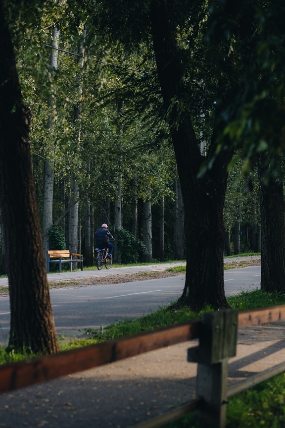 driver, bicycle, man, road, national park, tree, street, park, wood, outdoors