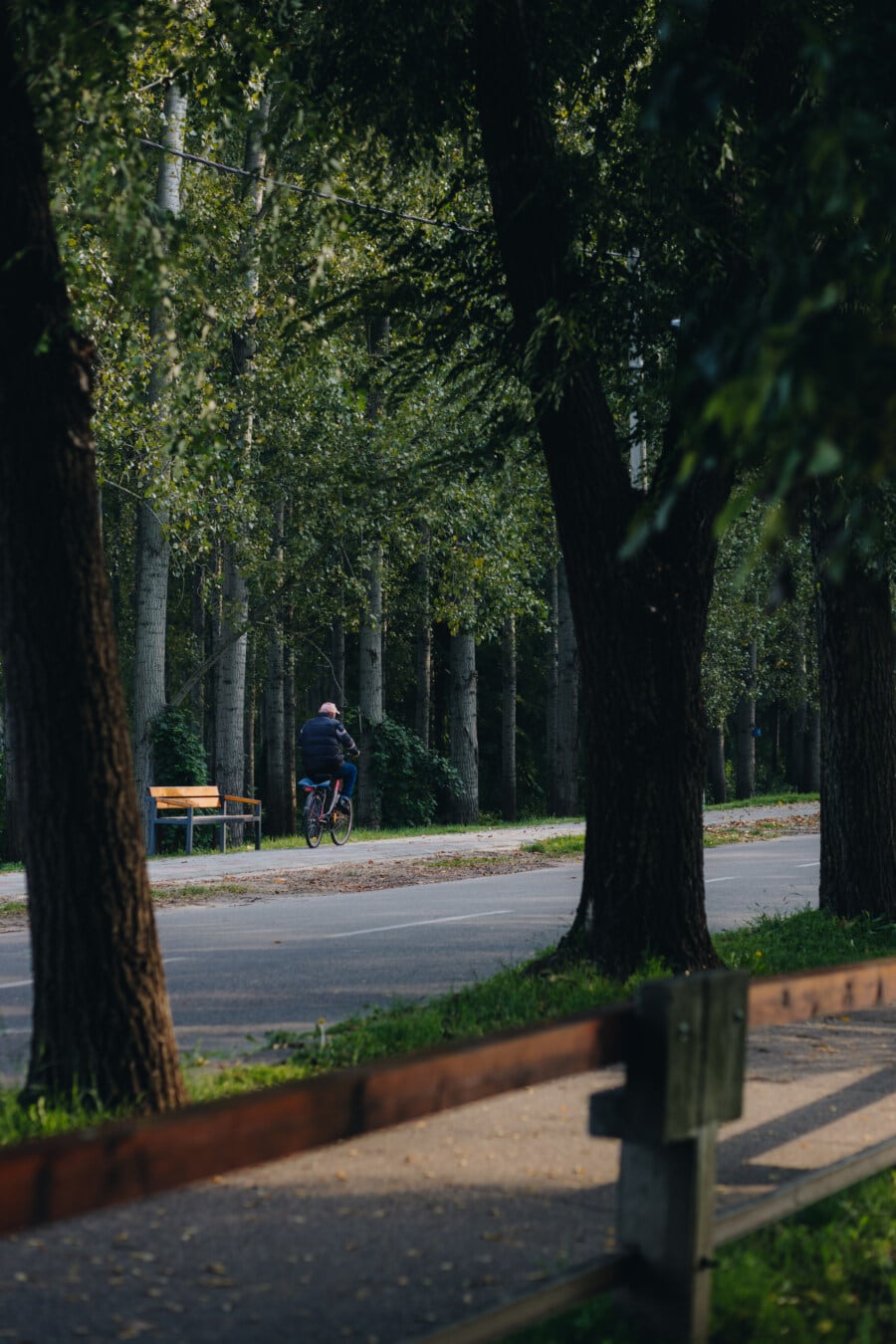 vozač, bicikl, čovjek, cesta, nacionalni park, drvo, ulica, park, drvo, na otvorenom