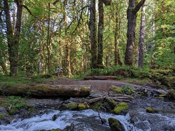 les, potok, mechová, skalnatá rieka, rýchly, vodný systém, prietok, mach, príroda, stromy