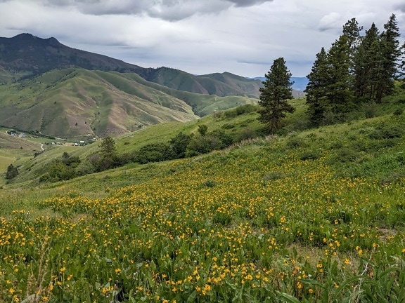 hills, wildflower, slope, mountains, spring time, greenery, wilderness, landscape, herb, flower