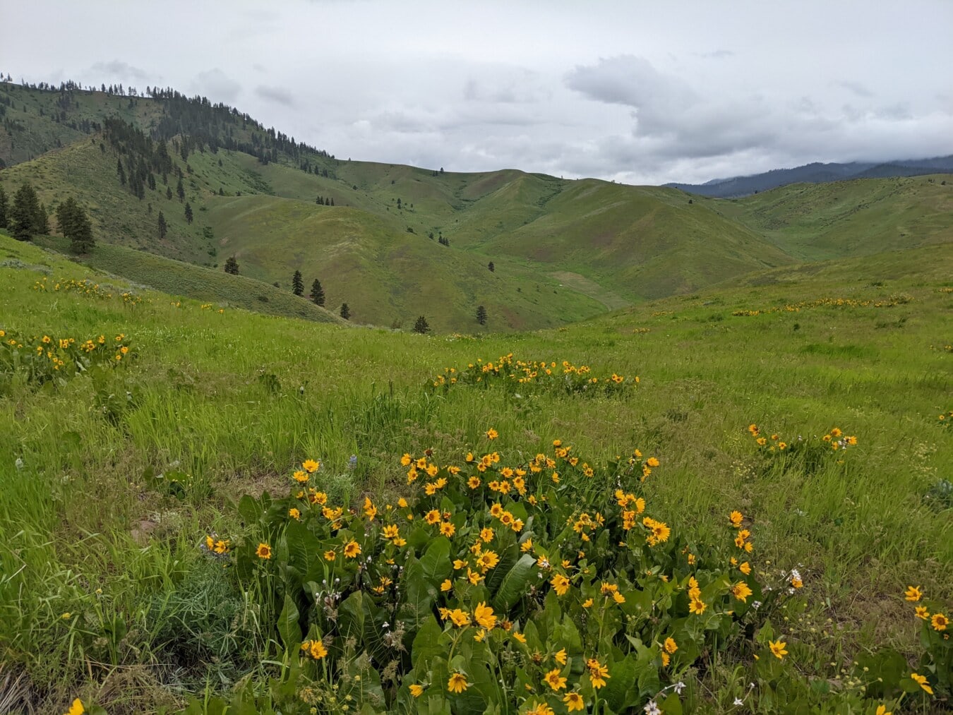 zonas verdes, flores silvestres, tiempo de primavera, prado, montañas, cima de la colina, flores, color amarillento, paisaje, hierba