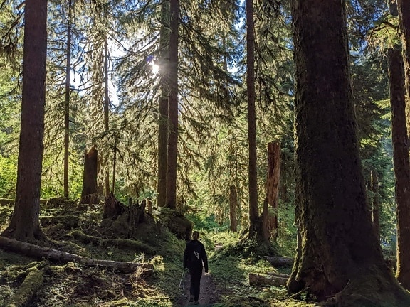 caminhando, caminho da floresta, mulher jovem, recreação, exploração, aventura, floresta, conífera, madeira, árvores