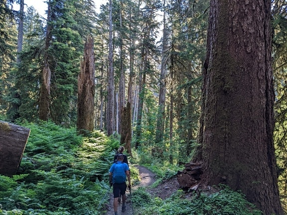Hiking, hutan trail, eksplorasi, orang-orang, antusiasme, rekreasi, hutan, pohon, kayu, pohon