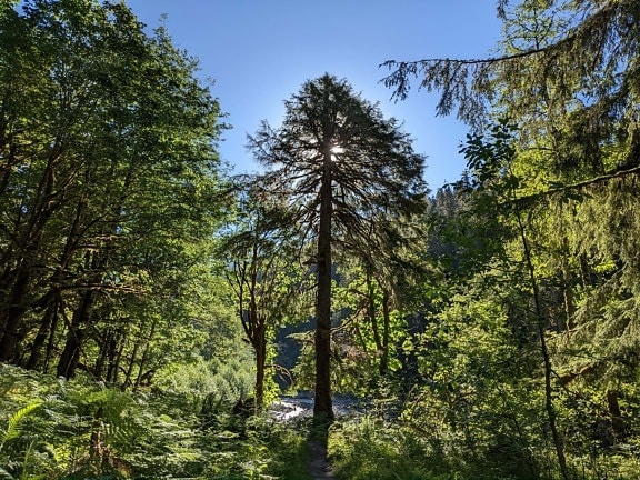 white spruce, tree, sunrays, sunlight, forest, sunny, landscape, wood, nature, trees