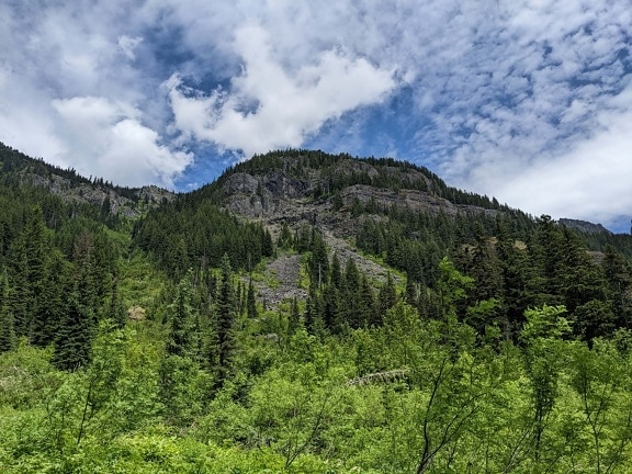 spring time, mountain, greenery, branches, trees, range, forest, mountains, high land, wood