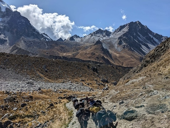 caravana, burro, transportes, alça de transporte, Peru, escalada de montanha, montanha, gama, montanhas, paisagem