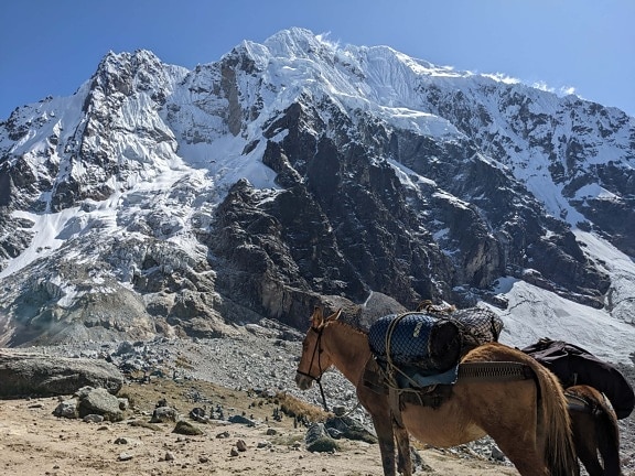 horse, carry, baggage, mountain peak, exploration, expedition, peak, mountains, landscape, mountain