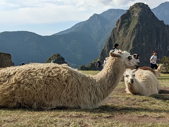 lichtbruin, Lama, grond, tot vaststelling van, dieren, Peru, binnenlandse, vee, berg, natuur