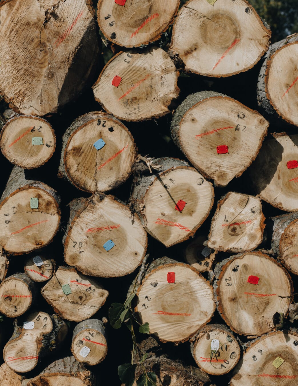 firewood, production, cross section, merchandise, wood, tree trunk, industry, stacks, fuel, wooden