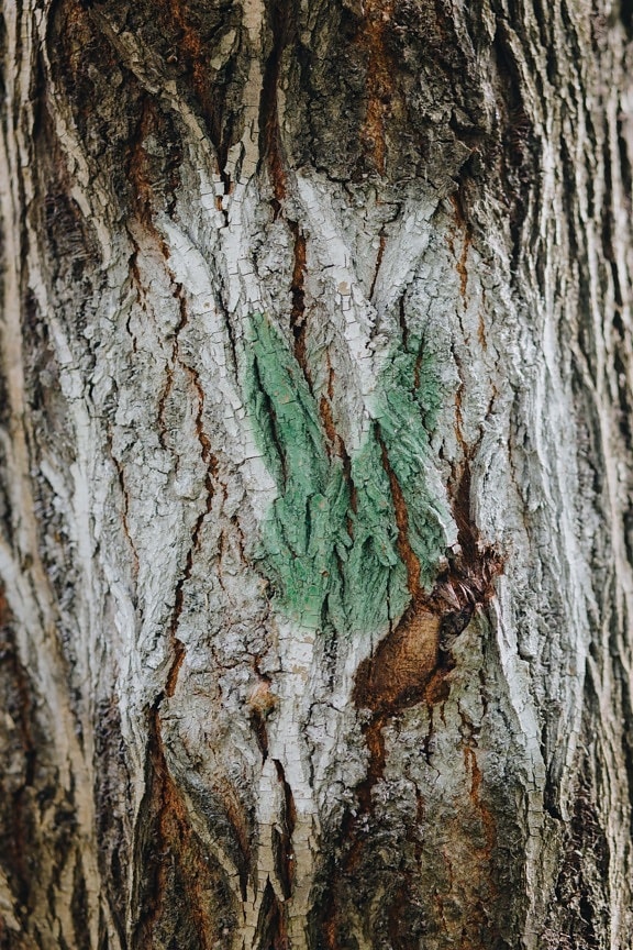 tree, paint, bark, spray, sign, color, white, green, wood, forest