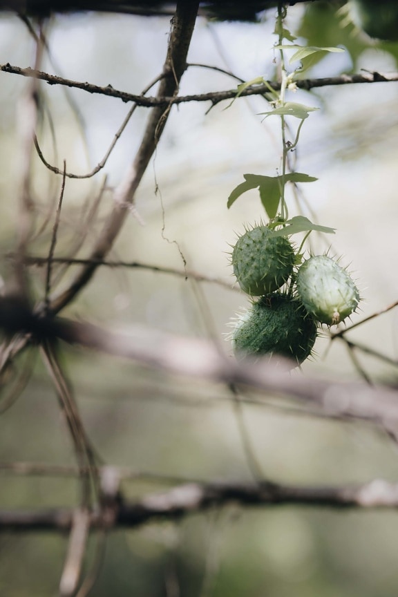 branch, hanging, seed, unripe, thorn, tree, plant, nature, sharp, outdoors