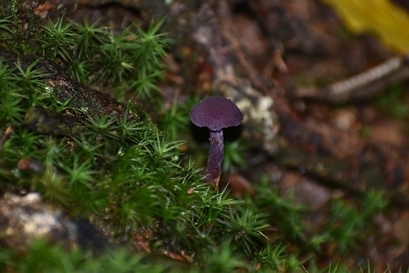 mushroom, purple, small, endangered species, toxic, endemic, fungus, growing, organism, close-up