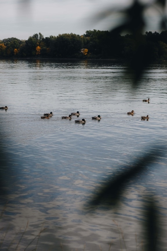 vahşi, akın, ördekler, kuşlar, yüzücü, su, göl, ördek, nehir, su kuşları