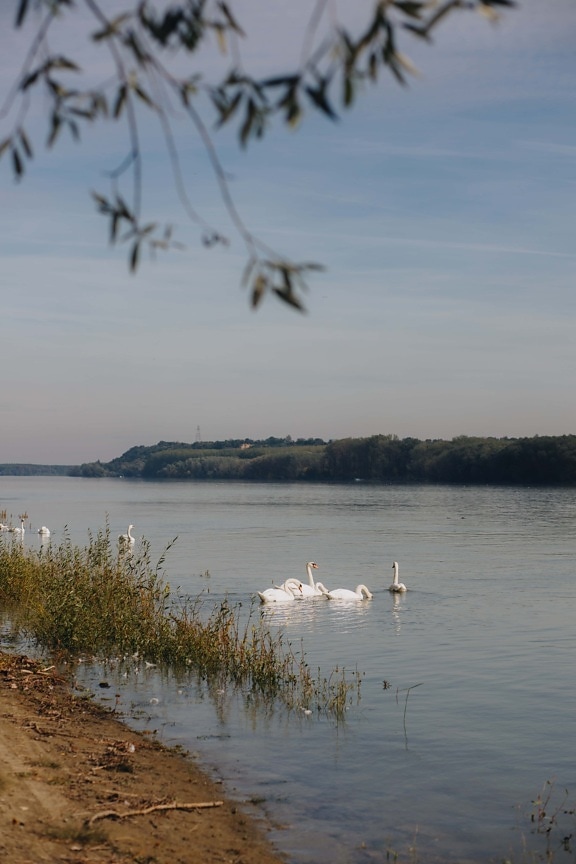 Riva del fiume, Danubio, Cigno, uccelli, habitat naturale, orizzontale, Riva, uccello, acqua, natura