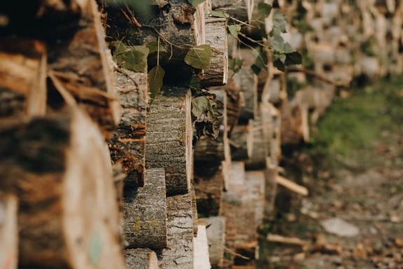 poplar, wood, stacks, firewood, industrial, production, tree trunk, nature, architecture, outdoors