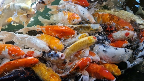 Koi carp fish, nishikigoi, amur carp, cyprinus rubrofuscus, school of fish, many animals, colorful, close-up, tropical