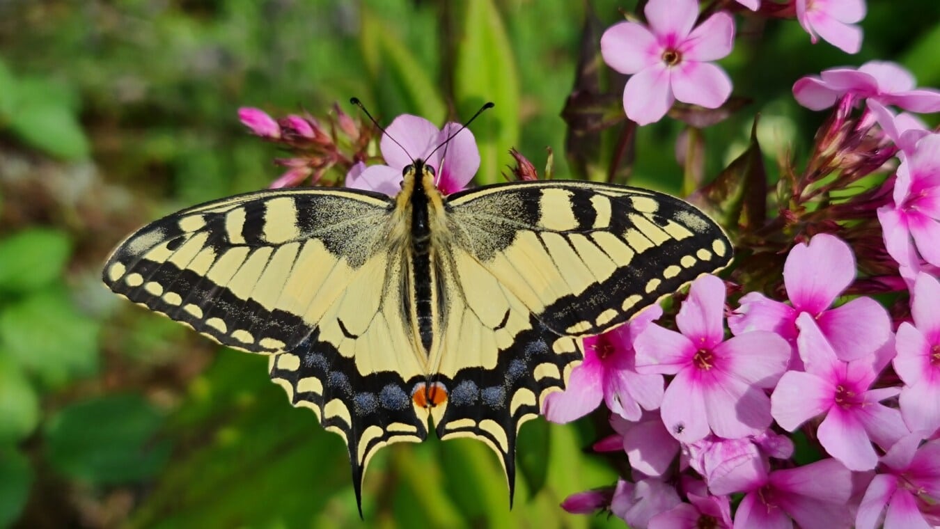 Papilio machaon, желтовато коричневый, бабочка, насекомое, цветок, завод, трава, природа, яркий