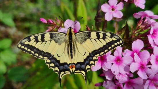 Papilio machaon, lastin rep leptir, žućkasto smeđ leptir, kukac, cvijet, biljka, priroda, svijetlo, na otvorenom