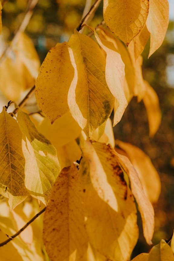 žluto hnědá, listy, podzimní sezóna, větvička, zblízka, příroda, list, venku, světlé, flora