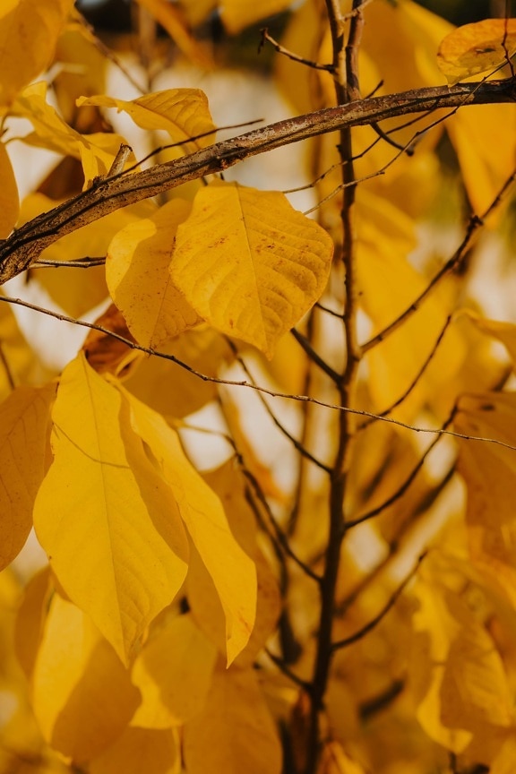 pobočky, októbra, jesennej sezóny, žlté listy, žltkasto hnedé, listy, jeseň, žltá, strom, rastlín