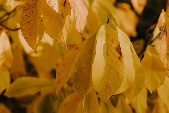 oddziały, żółtawo-brązowy, pozostawia, sezon jesień, zbliżenie, roślina, jesień, żółty, natura, liść