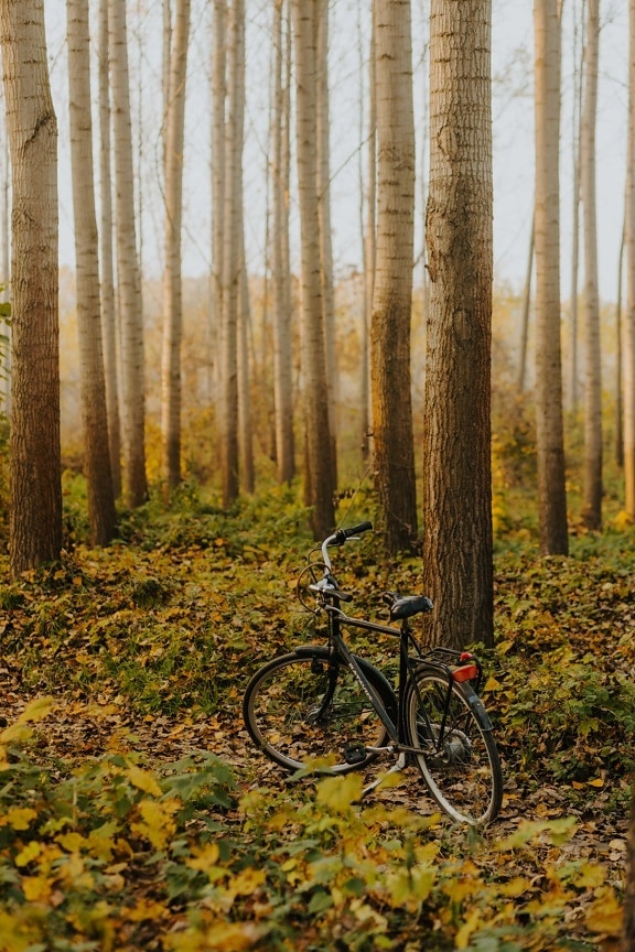 tree trunk, forest, autumn season, bicycle, forest trail, poplar, tree, nature, leaf, wood