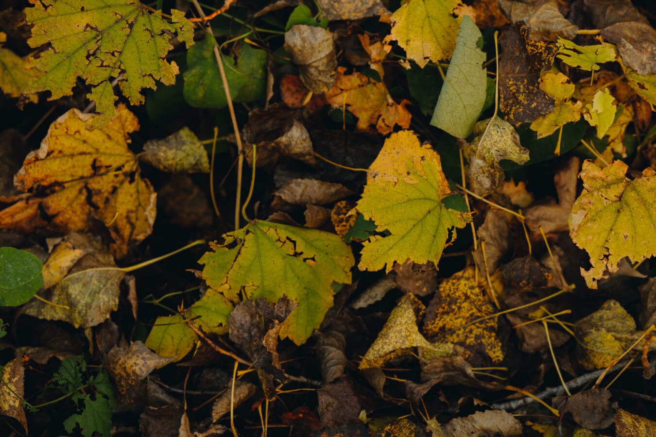 dry, leaves, autumn season, ground, decomposition, leaf, autumn, nature, outdoors, yellow