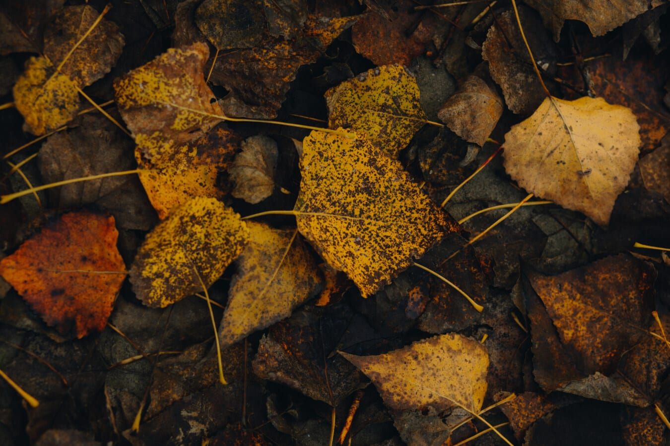 желтовато коричневый, осень, листья, лист, природа, текстура, цвет, темный, земля, желтый