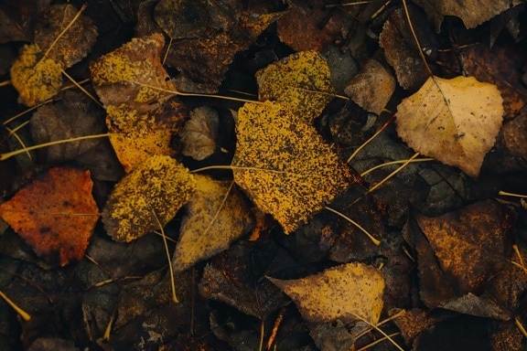 gulbruna, hösten, lämnar, blad, naturen, konsistens, färg, mörk, marken, gul